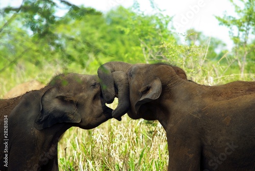 Elephants amoureux photo