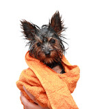 Wet Yorkshire terrier with orange towel