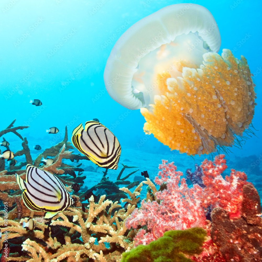 Fotografie Butterflyfishes and jellyfish