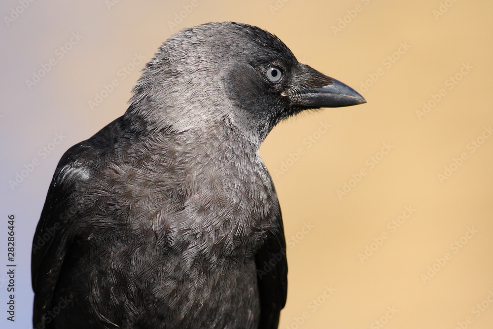 jackdaw