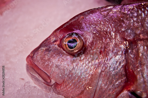 Red Bream Watching You