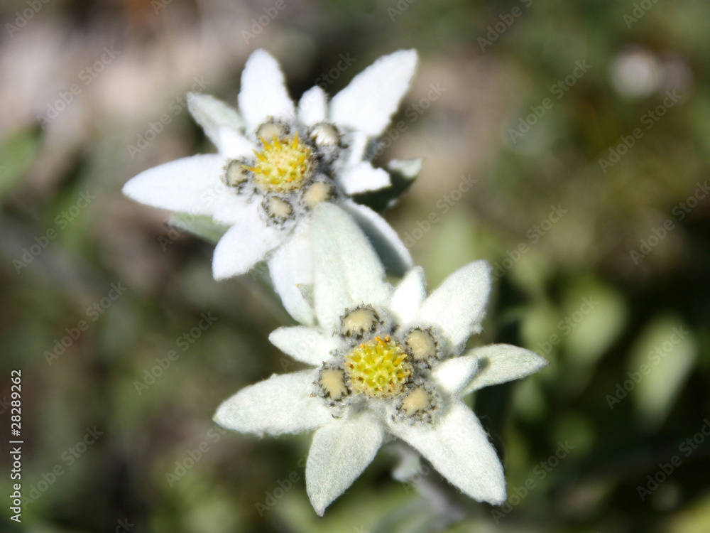 2 Edelweiss - Macro 2 Edelweiss - Macro