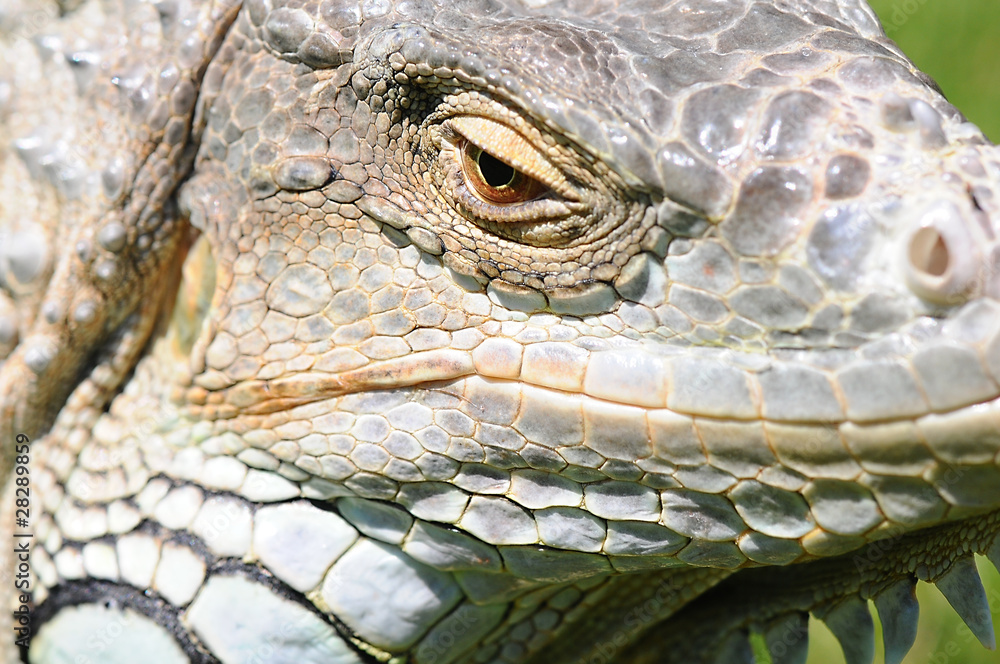 Fototapeta premium Leguan