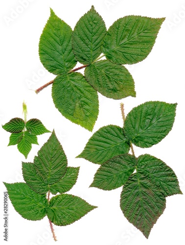 green leaves of rose shrub