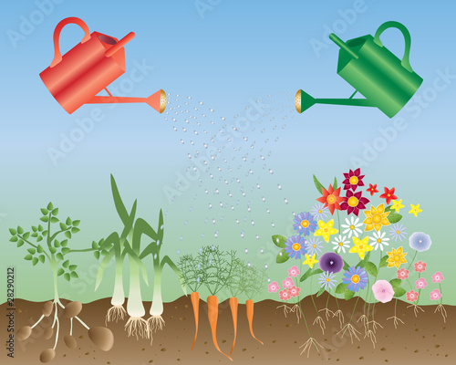 flowers and vegetables