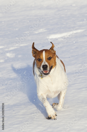 Fototapeta Naklejka Na Ścianę i Meble -  dog running in snow