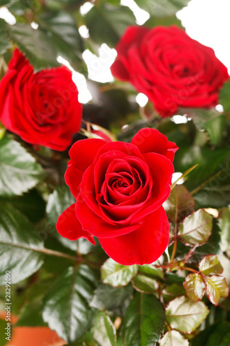 roses in a pot