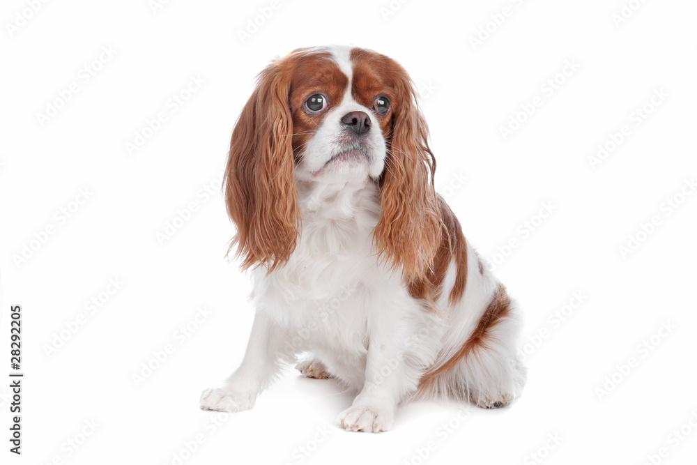 Cavalier King Charles Spaniel dog