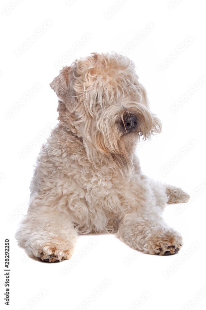 Soft Coated Wheaten Terrier dog isolated on a white background Soft Coated Wheaten Terrier dog isolated on a white background