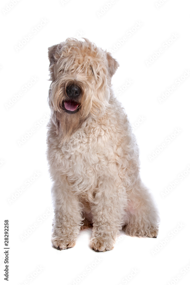 soft coated wheaten terrier dog