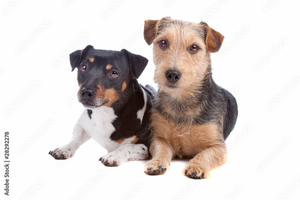 Jack Russel Terrier and mixed breed dog