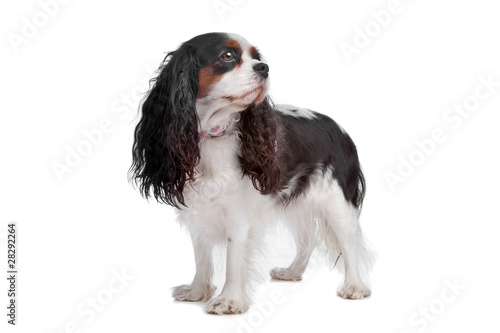Photo cavalier king charles spaniel dog