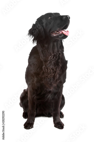 Fototapeta Naklejka Na Ścianę i Meble -  Mix flatcoated retriever/golden retriever dog