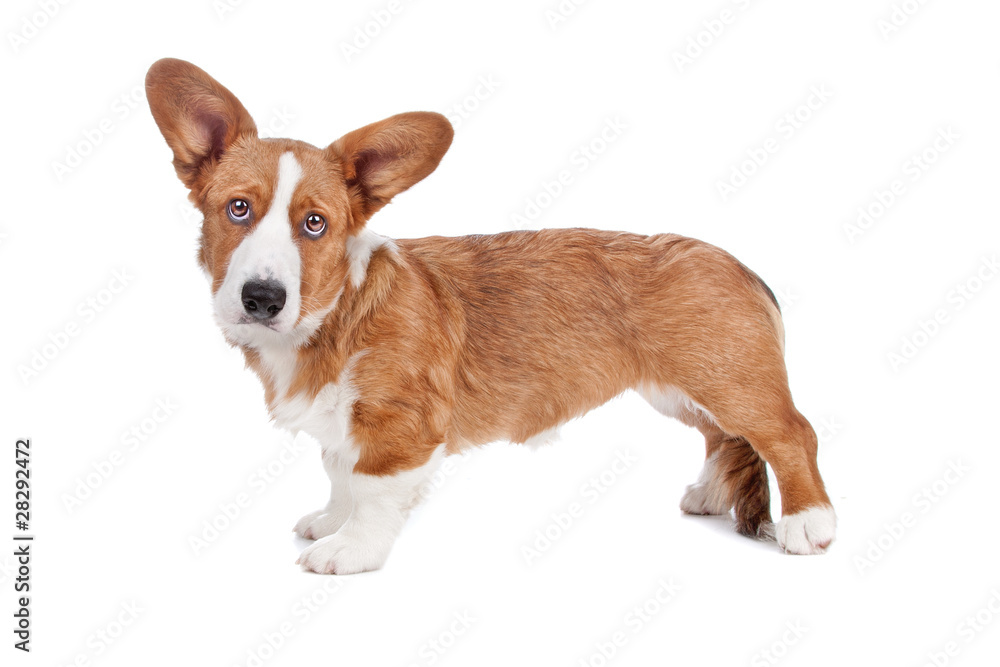 Welsh Corgi dog Welsh Corgi dog