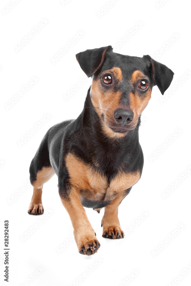 Jack Russel Terrier dog Jack Russel Terrier dog