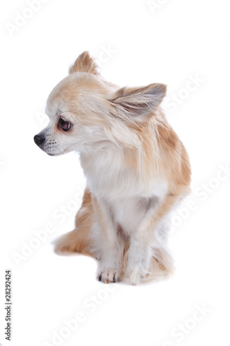 Cute Chihuahua dog © Erik Lam