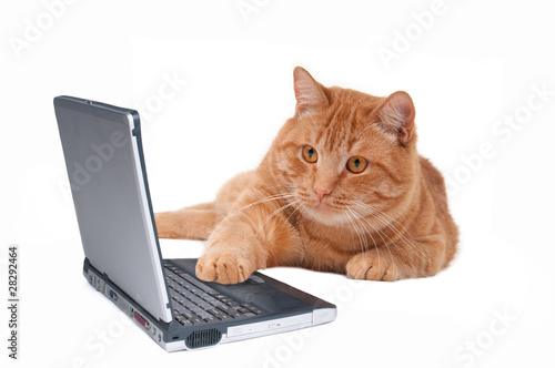 Cat working at the computer © VitalyTitov