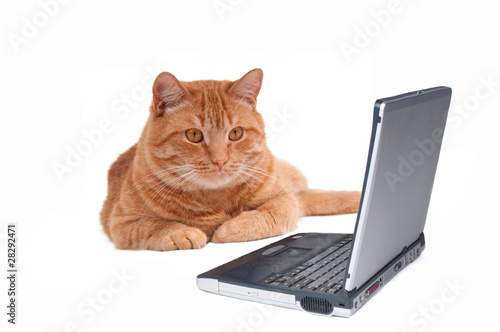 Cat going online © VitalyTitov