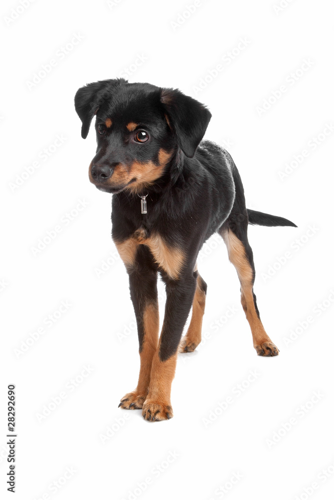 Mixed breed puppy Mixed breed puppy