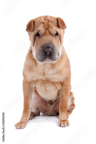 Shar pei dog