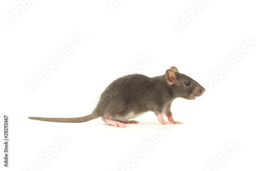 rat