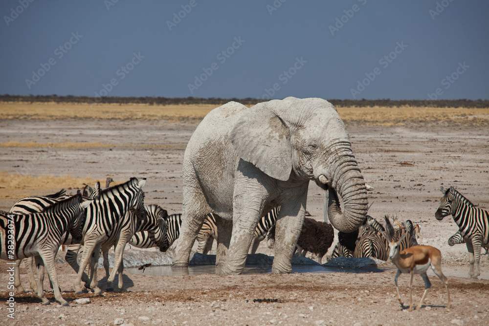 Fototapeta premium Elephant and zebras