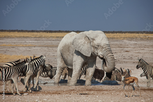 Elephant and zebras