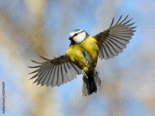 Frontal view of flying Blue Tit photo