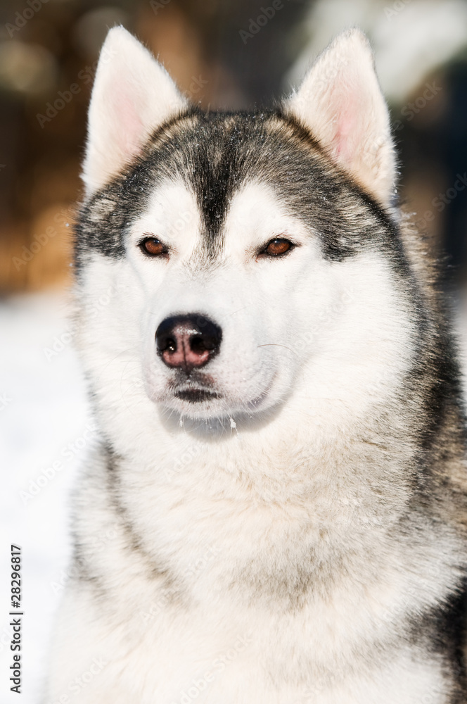 Siberian husky head portrait at winter