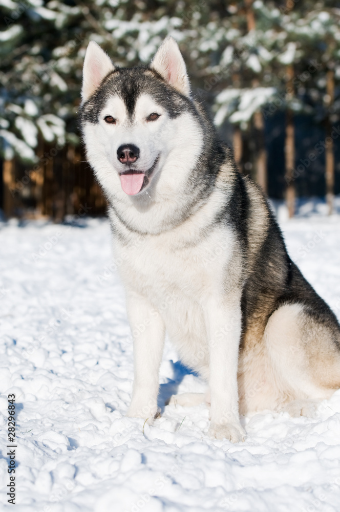 Siberian husky portrait at winter