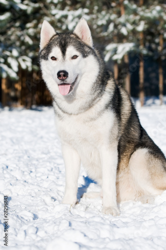 Siberian husky portrait at winter