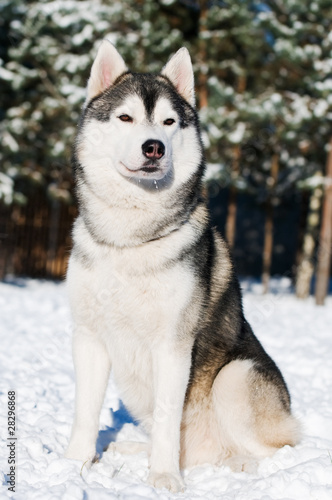 Siberian husky portrait at winter