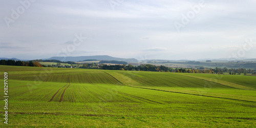 Tuscan field