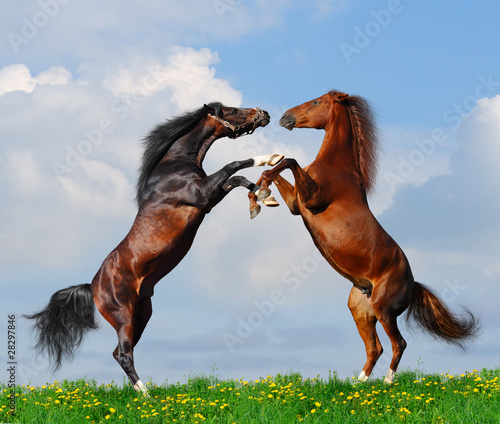 Battle of horses