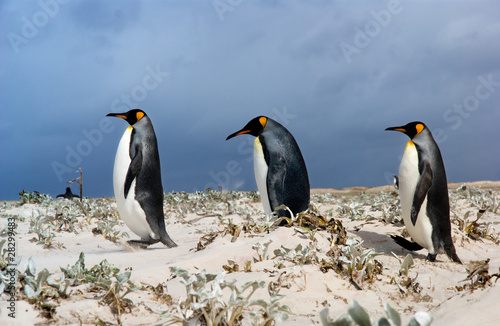 Three King Penguins