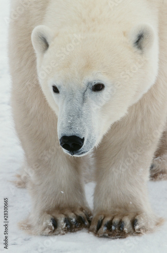 Portrait of a polar bear.