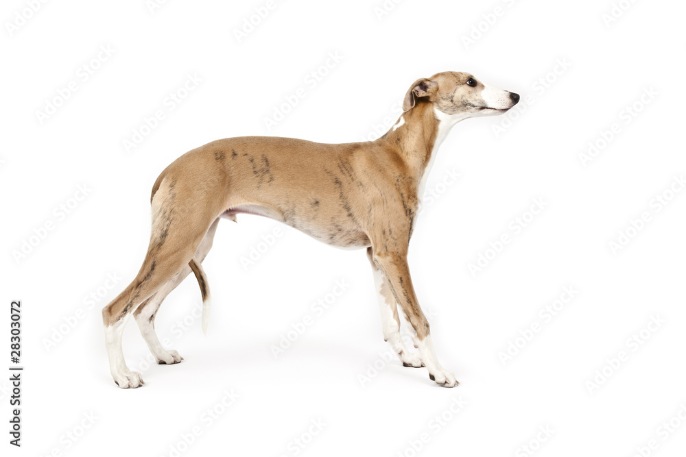 whippet whippet