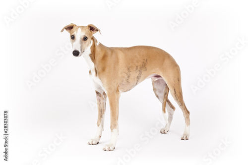 Fotografie whippet