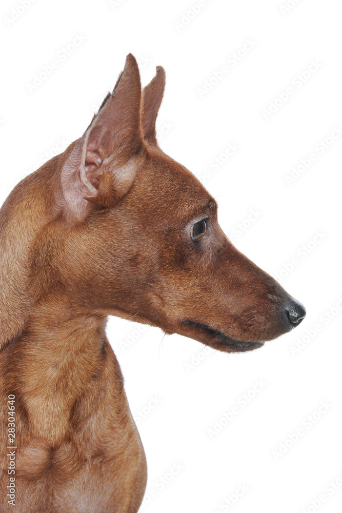 Miniature Pinscher. Miniature Pinscher.