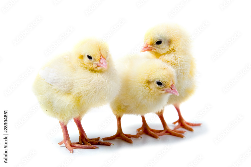 Yellow chickens