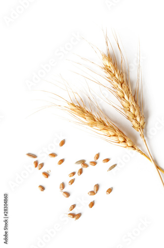 spikelets and grains of wheat on a white background
