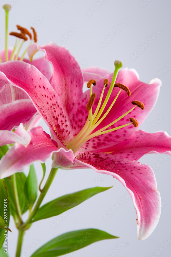 Fototapeta premium Pink lily