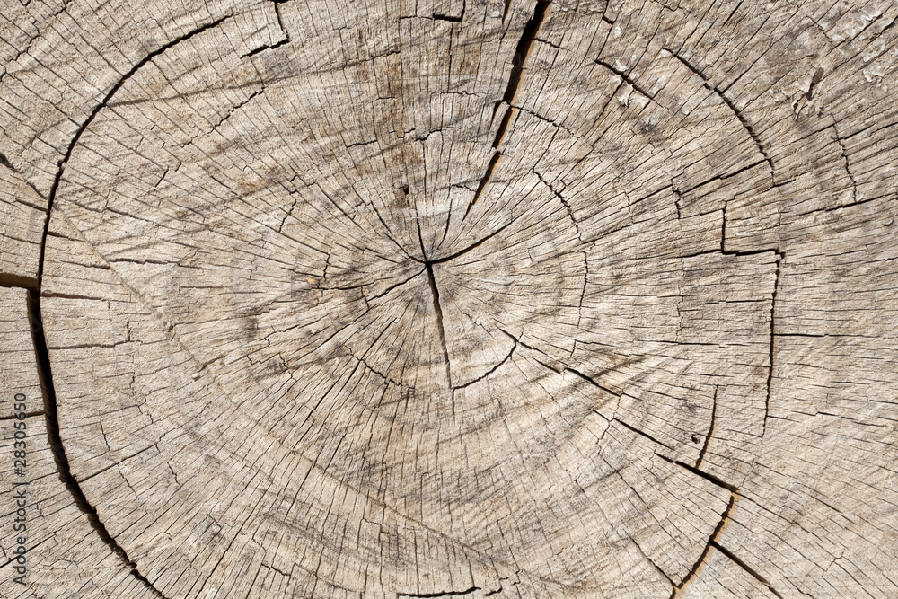 Fototapeta premium albero di natale