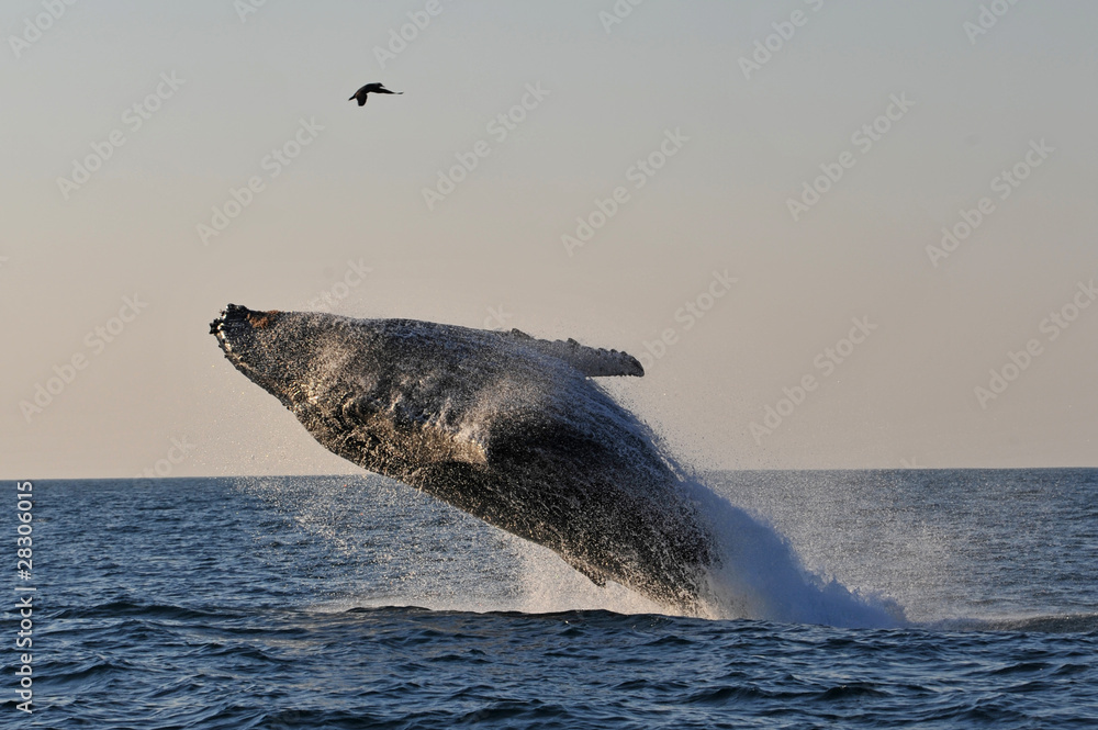 Naklejka premium Breaching Humpback Whale