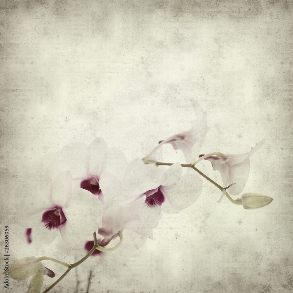 textured old paper background with dendrobium orchid Stock Photo