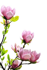Keuken achterwand Magnolia Lentemagnolia met geurende bloesems  © Nneirda