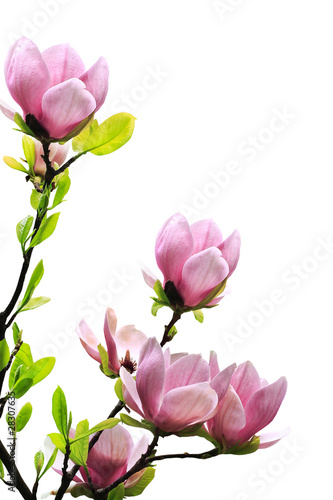 Spring magnolia tree blossoms © Nneirda