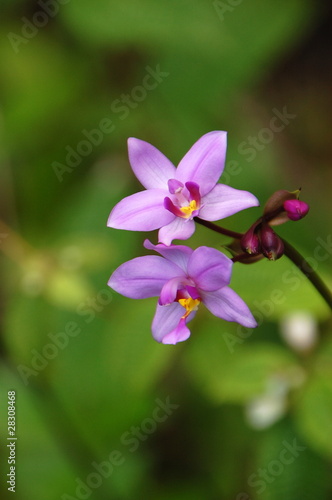 Orchid  e sauvage