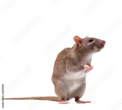 Cute domestic brown rat