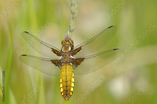 dragonfly © marcobarone